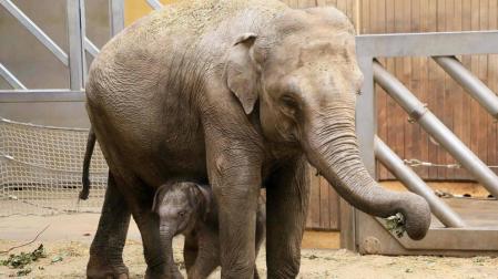 Muere un joven indio cuando trataba de hacerse un selfi con un elefante