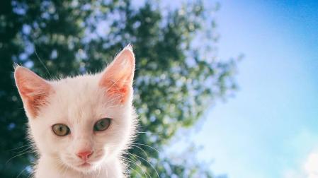 Piden 6 meses de prisión para un empleado de un hotel por maltratar a un gato