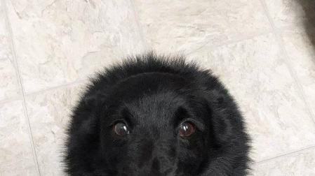 Una foto de un perro con forma de esfera por un efecto óptico arrasa en Twitter