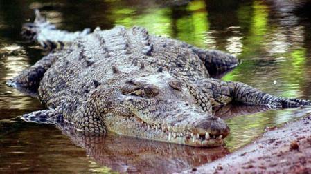Cómo atrapar un cocodrilo con las manos y una red