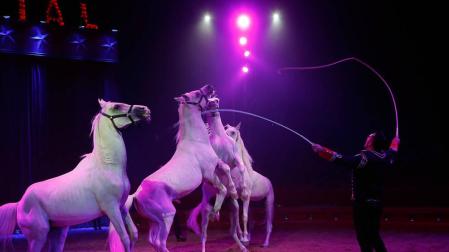 Prohibir el circo con animales dejaría a más de 3.500 familias en la calle