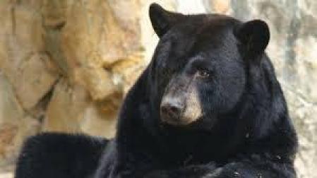 Un oso negro ataca a una niña de 5 años en el patio de su casa