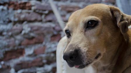 Toma al perro como rehén para que su pareja no lo denuncie por malos tratos