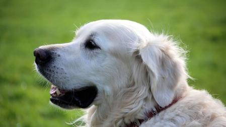 Terapia con animales para menores víctimas de violencia de género en Pamplona
