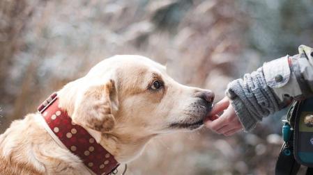 Vacunación e identificación canina, hasta el 2 de junio en el centro de Atención a Animales