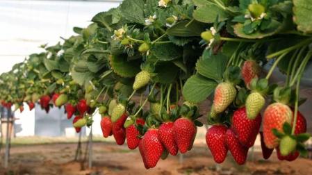 Detienen al encargado de un cultivo en Huelva acusado de abusos sexuales