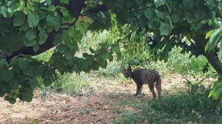 Detectan un ejemplar de lince ibérico en el área metropolitana de Barcelona
