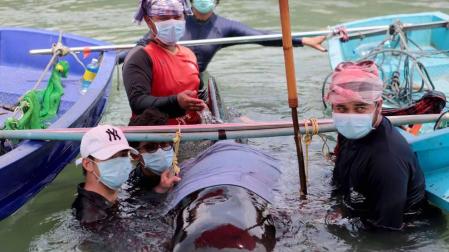 Muere una ballena en Tailandia tras tragarse ochenta bolsas de plástico