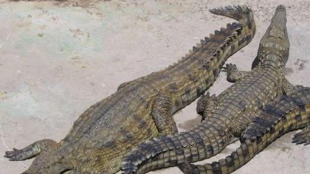 Un cocodrilo tritura al reverendo