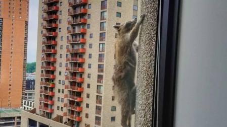 Un mapache escala un edificio de 25 plantas en Estados Unidos