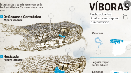 Qué hacer ante una mordedura de víbora