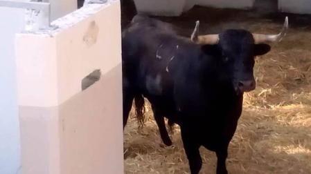 Llegan los primeros astados a los Corrales del Gas para San Fermín
