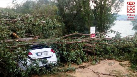 Muere un perro al caer un árbol sobre un turismo aparcado en una zona prohibida de Alloz