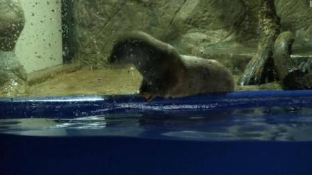 La nutria que acertó todos los resultados de Rusia predice victoria de España