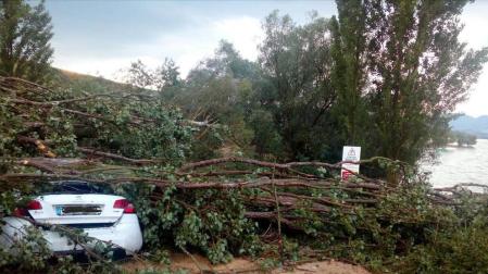 Muere un perro al caer un árbol sobre un coche aparcado en una zona prohibida de Alloz. El dueño del animal y conductor del vehículo, vecino de Logroño, ha sido denunciado por la Policía Foral