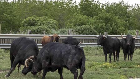 José Antonio Baigorri, ganadero de Pincha, relata su aventura con el toro bravo con la mente puesta en su debut en la novillada de San Fermín: “Estamos viviendo algo único"