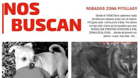 Policía Foral pide ayuda para encontrar a 'Miki' y 'Sombra', dos perros robados en Pitillas