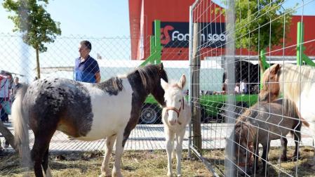 Una parcela municipal en el polígono de Agustinos ha vuelto a acoger la feria el 7 de julio, desde las 7 y hasta las 15 horas. 56 ganaderos han participado en la edición de 2018 de la feria de ganado equino de San Fermín con la presencia de más de 500 animales.