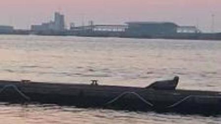 Una foca, socia VIP, el Club Marítimo de Getxo