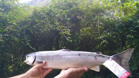 La temporada de pesca de salmones en Navarra se cierra con 66 capturas