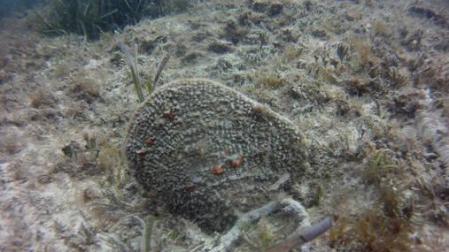Alertan de la mortandad masiva del molusco más grande del Mediterráneo