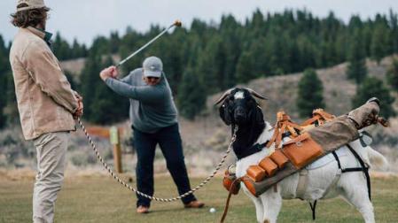 Un campo de golf de EEUU cambia a los caddies por cabras