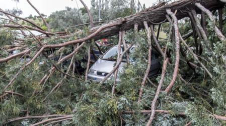 Muy grave en la UCI el herido de 30 años alcanzado por un árbol en la UN