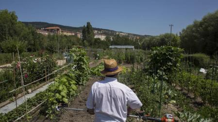 Aranzadi, la alegría de la huerta