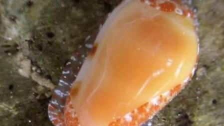 Descubren un nuevo molusco y lo bautizan como Prunum Quini o caracol Brujo