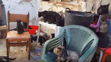 Rescatan 101 gatos que vivían en una casa de 37 metros cuadrados en Málaga