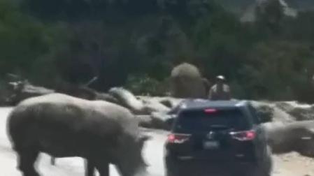 Un rinoceronte causa el pánico de una familia en un safari en México