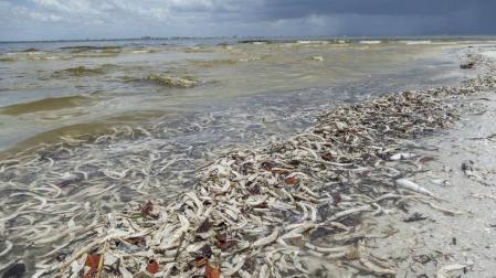 La pérdida de biodiversidad precipita la extinción humana, según un paleontólogo