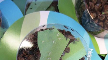Mariquitas para combatir los pulgones en los árboles de Pamplona