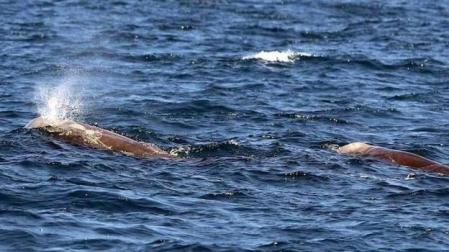 Avistadas cuatro ballenas en San Sebastián