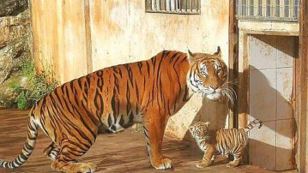Nace un tigre de Bengala en el Parque de Cabárceno
