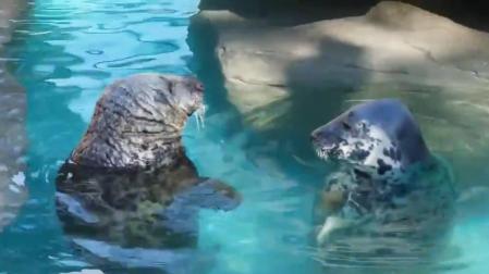 Los animales del Zoo madrileño combaten con helados la ola de calor