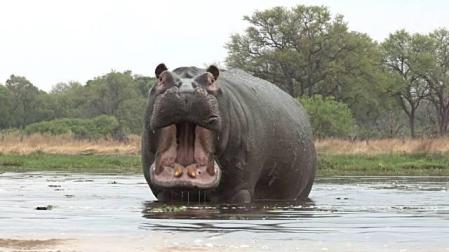 Un hipopótamo mata en Kenia a un turista que estaba haciendo fotos
