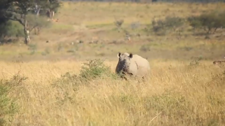 Descornar a los rinocerontes africanos para salvarlos de los furtivos
