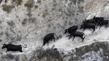Las vacas de la ganadería Teodoro Vergara, de Falces, protagonizan el octavo encierro del Pilón de fiestas de Tafalla 2018, con varios corneados y vacas escapadas