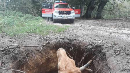 Liberan a una vaca semienterranda tras hundirse el terreno en Urbasa