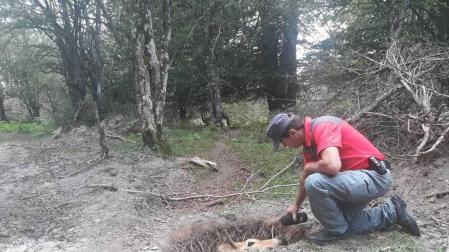 Fotos de la liberación de la vaca semienterrada en Urbasa