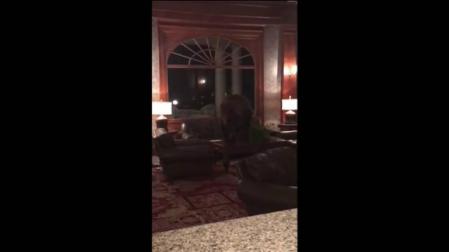 Un oso se pasea por la recepción de un hotel en Colorado
