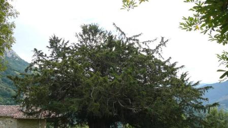 El tejo, árbol milenario que se adapta al cambio climático cambiando de sexo