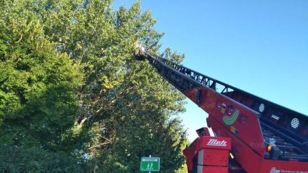 Retirado un nido de avispas asiáticas en Sarriguren