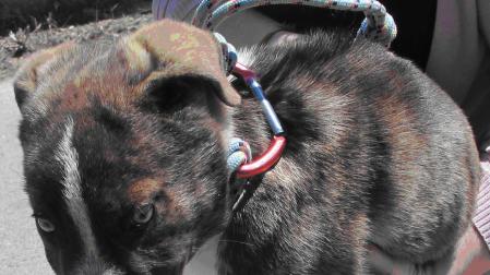 Investigado por lanzar desde un puente a un cachorro de mastín en Jérica (Castellón)