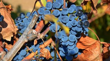 VIÑEDOS CAPACES DE CAPTURAR CARBONO Y DE PRODUCIR SUS PROPIOS FERTILIZANTES