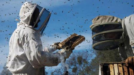Las abejas afectadas por el uso de pesticidas sist&eacute;micos