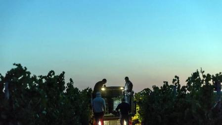 Más de 30 trabajadores han recogido en 3 noches 36.000 kilos de uva blanca Chardonay en Cadreita.