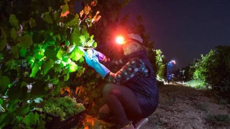 Más de 30 trabajadores han recogido en 3 noches 36.000 kilos de uva blanca Chardonay en Cadreita.