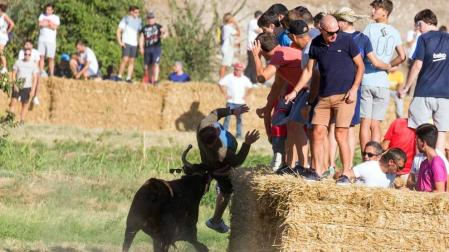 A pocos días de que empiecen sus fiestas patronales, los cirboneros han disfrutado este domingo, 2 de septiembre, de la 'traída' de vacas